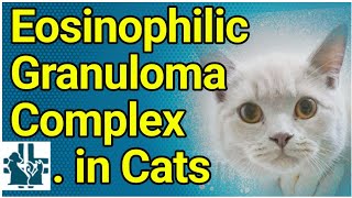 Eosinophilic Granuloma Complex in Cats [upl. by Newcomb]