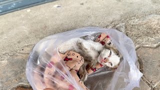 Rescue a dying kitten that the owner abandoned it front my clinic the kitten only breathing [upl. by Alakam]