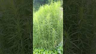 Bassia scoparia plant short melodybacanto6572 [upl. by Huan]