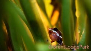 Male Phantasmal Poison Arrow Frog  Calling [upl. by Ttekcirc]