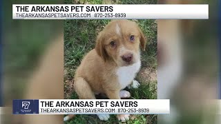 Midday Interview Arkansas Pet Savers [upl. by Marie-Ann]