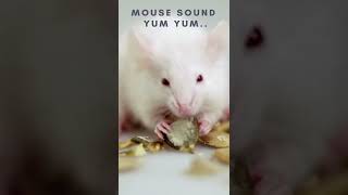 Mouse Sound effect 🐀🐁☺ mouse noise Rat squeaking Shorts [upl. by Nehgaem709]