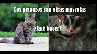 Los petauros con otras mascotas ¿los puedo juntar ¿que hacer [upl. by Johanan]