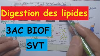 SVT 3AC digestion des lipides dans lintestin grêle [upl. by Eilojne]