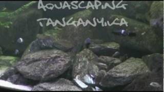 Aquascaping Tanganyika [upl. by Carolyn]