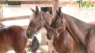 Cómo Alimentar a los Caballos de manera Balanceada  TvAgro por Juan Gonzalo Angel [upl. by Crockett]