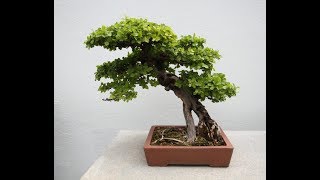 Bonsai sageretia [upl. by Nywroc573]