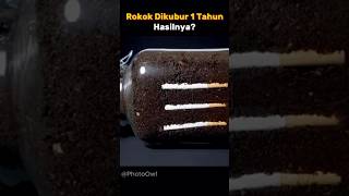 Rokok di tanah 1 tahun timelapse [upl. by Hanah74]