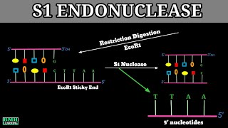 S1 Nuclease  S1 Nuclease Enzyme  Endonucleases  Exonucleases [upl. by Anselmi824]