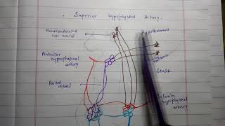 Hypothalamic Hypophyseal Portal System  Its Functional Importance  Medico Star [upl. by Gatias]