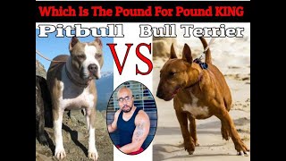 Bull Terrier VS Pitbull quotWho Will Winquot [upl. by Mikey]