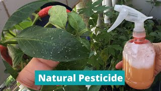 DIY PESTICIDE  HOMEMADE INSECT REPELLANT  Natural Pesticide for Plants  Effective Insecticide [upl. by Ahtael118]