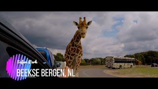 Safari Park  Beekse Bergen NL [upl. by Mattox]