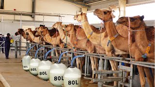 Automatic Camel Milking Technology  Modern Camel Farming  Amazing Camel Milk Product [upl. by Acacia682]