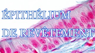 HISTOLOGIE  ÉPITHÉLIUM DE REVÊTEMENT  COURS DÉTAILLÉ [upl. by Adnilab279]