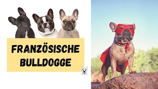 Französische Bulldogge Steckbrief Rassebeschreibung französischebulldogge happypets [upl. by Poliard306]