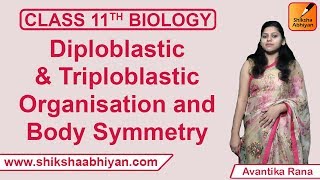 Diploblastic amp Triploblastic Organisation and Body Symmetry  Animal Kingdom  CBSE Class 11 Biology [upl. by Tori]