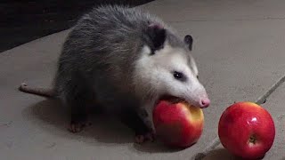 Possum Apple CRUNCH [upl. by Lebasi]