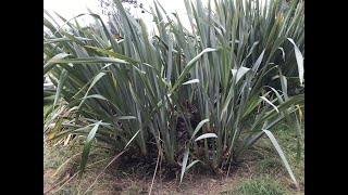 Harvesting Harakeke [upl. by Catharina]