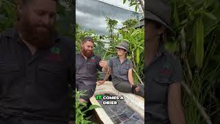 Harvesting Water Chestnuts Tips for Sweetness [upl. by Corey]