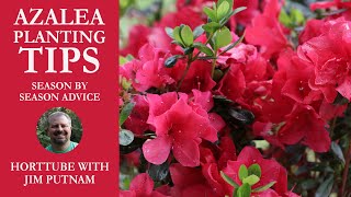 Azalea Planting Tips  Season by Season Advice [upl. by Margaux524]