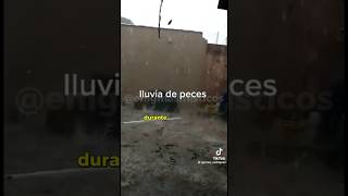 Lluvia de peces en yoro honduras misteriosos curiosidades [upl. by Ssitnerp199]