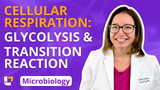 Cellular Respiration Glycolysis amp Transition Reaction Microbio Microbiology  LevelUpRN [upl. by Elfrieda679]