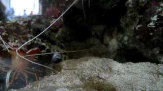 Pistol Shrimp Vs Cleaner Shrimp Part 2 [upl. by Amalee376]