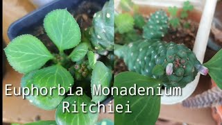 Euphorbia Monadenium Ritchiei [upl. by Rycca]