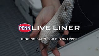 PENN Live Liner  Rigging Baits For Big Snapper [upl. by Petra]