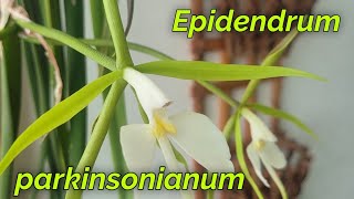 Epidendrum parkinsonianum очередное домашнее цветение [upl. by Nebra]