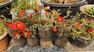 moss rose plant carehow to grow portulaca plant from cuttingportulaca plant kaise lagae garden [upl. by Gnod172]