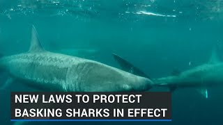 New laws to protect basking sharks in effect [upl. by Eseilenna]