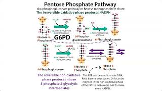 The Pentose Phosphate Pathway HMP shunt amp G6PD deficiency Favism [upl. by Boni]