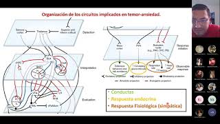 Neurobiología Temor la Ansiedad y el Estrés [upl. by Olivette229]