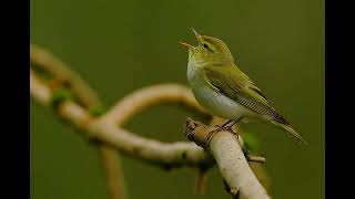 Песня пеночкитрещотки Phylloscopus sibilatrix [upl. by Stochmal]