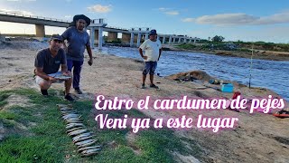 MIRA COMO ESTA EL PIQUE EN EL RIO SALADO bagres pejerrey pesca riosalado parati viral [upl. by Ivel]