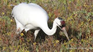 Whooping Cranes at Aransas National Wildlife Refuge [upl. by Coffey]