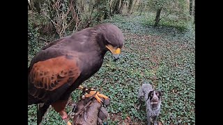 HARRIS HAWK FALCONRY SHOULD I STOP [upl. by Wojak]