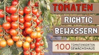 Tomaten richtig bewässern  100 Tomatensorten Gewächshaus [upl. by Ellednahs982]