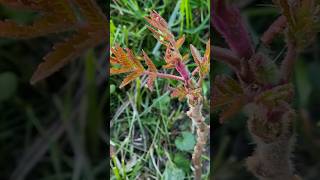 Staghorn Sumac after Winter Season PART 4 [upl. by Anihtyc]