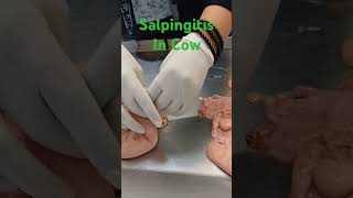 Salpingitis In Cow reproduction gynaecology biology veterinaryeducation [upl. by Georges367]