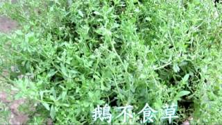 介紹藥用植物及民間青草藥鵝不食草石胡荽，珠仔草 [upl. by Nnaecyoj]