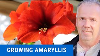 How to grow Amaryllis bulbs [upl. by Ettezel]