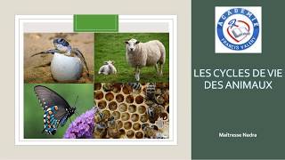 Leçon le cycle de vie des animaux [upl. by Ard]