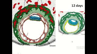 Exploring the Stages of Placental Development [upl. by Hu]