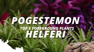 Pogostemon Helferi What are the most popular foreground plants  Part 2  5 [upl. by Haidabo]