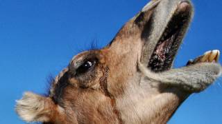 The Amazing Dromedary Camel [upl. by Shae786]