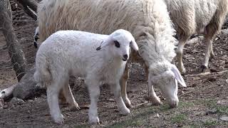 Sheep Voice  Sheep Sound Effect  Lamb Sound  Lamb Voice  Animal Sounds [upl. by Khudari187]