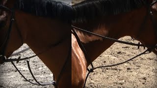 How to put on a martingale dog collar [upl. by Egni]